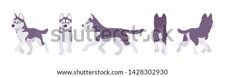 Husky dog running. Northern sled, medium size compact Siberian breed, cute family companion for active fun and home security. Vector flat style cartoon illustration, white background, different views