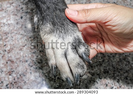 human hand hold dog hand. Isolated on granite floor background.