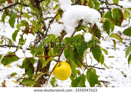 Similar – Image, Stock Photo the last apple on the lawn