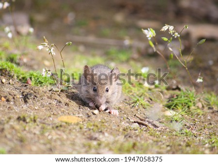 Cute little grey-brown western european house mouse (Mus musculus domesticus) looking for food in the wild Zdjęcia stock © 