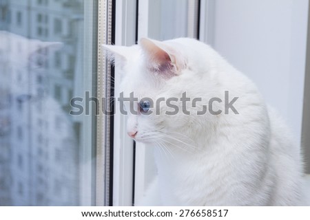 white cat with blue eyes sitting on the window sill and looking out the window