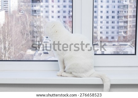 white cat with blue eyes sitting on the window sill, looking out the window and wants the street
