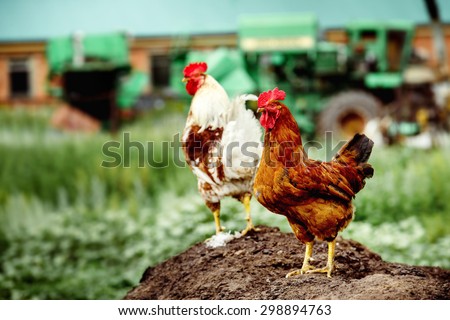 Image of two rural cocks standing at soil heap at agricultural mashines  background.