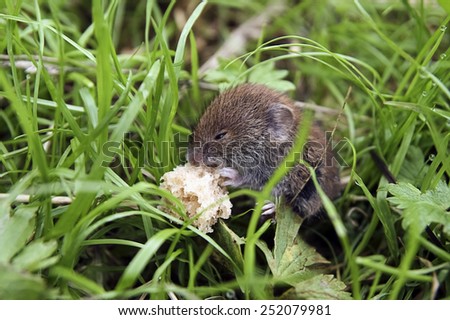 Mouse eats bread.  The mouse sitting in the grass. He was given bread. He is eating it with pleasure.