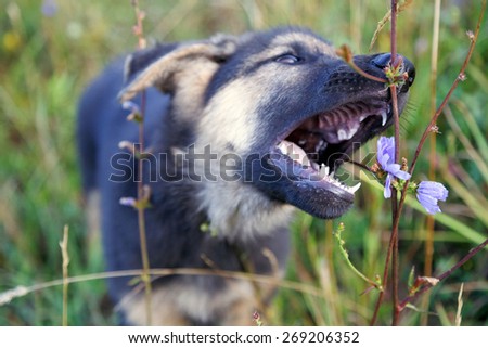 The dog eating flowers