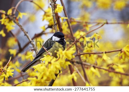 On the photo is Blue tit sitting on the branch of an ordinary forsythia.
