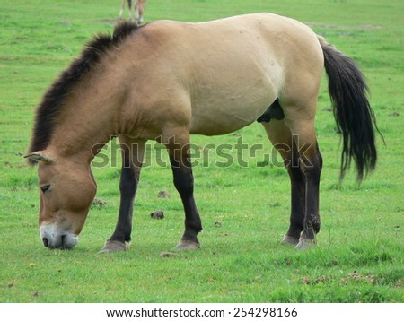The Przewalski horse, also Takhi, Asian wild horse or Mongolian wild horse called, is the only subspecies of the wild horse which has survived in her wild form till this day.