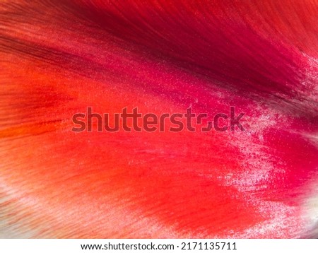 Similar – Image, Stock Photo Tulip Petal Macro tulip