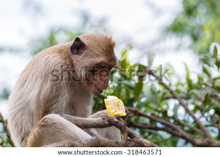 the monkey lives on home a tourist attraction that people are eating out because of the invasive forest supplant animal habitats