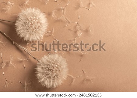 Similar – Image, Stock Photo Beautiful dandelion