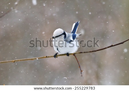 Azure tit Cyanistes (Parus) cyanus on the branch and snowfall background at the beginning of winter