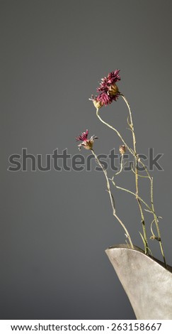 Dry red flowers of the centaurea family in a metal vase - grey background - still life