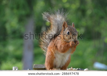 Reddish-brown furry squirrel feeding. Tree squirrel eating nuts. Small rodent with its food. Slight motion blur.