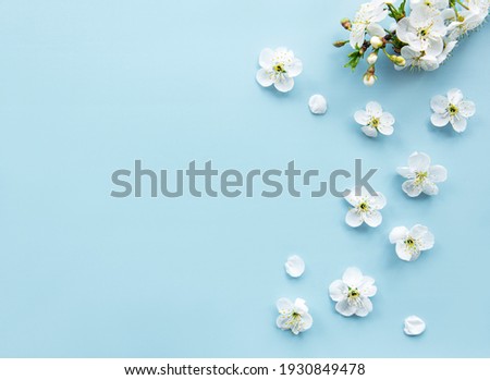 Spring border background with beautiful white flowering branches. Blue background, bloom delicate flowers. Springtime concept. Flat lay top view copy space.