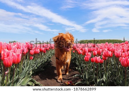 Similar – Image, Stock Photo Toller in the field Nature