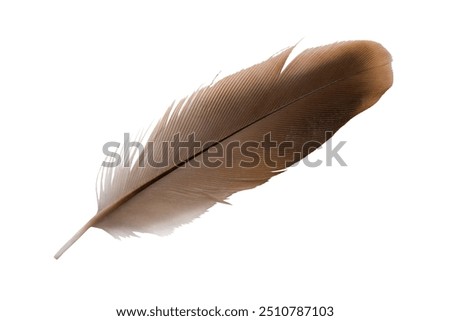 Similar – Image, Stock Photo out of the feathers became a decorative chicken | hen nestles up to cock