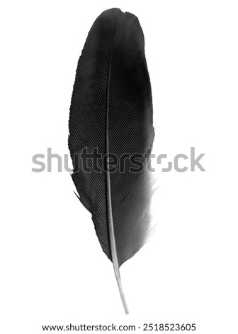 Similar – Image, Stock Photo A raven crow at the coffee klatsch in the garden cafe