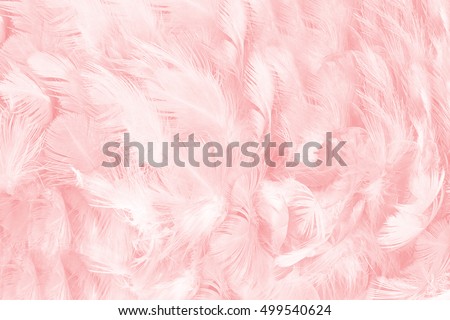 Coral Pink