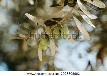 Olive branch with ripe olives. Olive oil trees full of olives. Olives on tree closeup