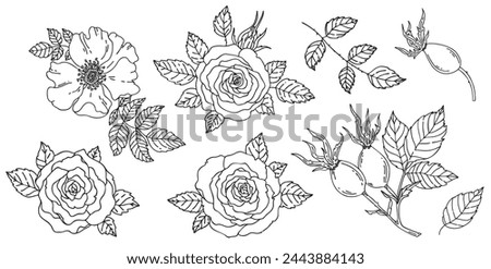 vector set of hand drawn outline roses and dog roses