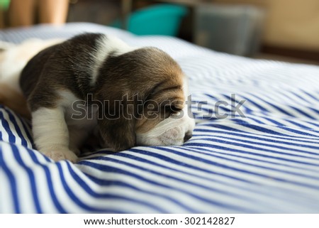Fat Beagle Puppy\'s sleeping on the comfy bed