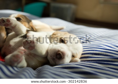 Two Color Little Beagle Puppy\'s laying down on the bed