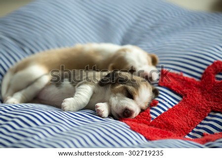 Fluffy Puppy Beagle\'s taking a nap on the comfy bed at the afternoon time (Soft Focus)
