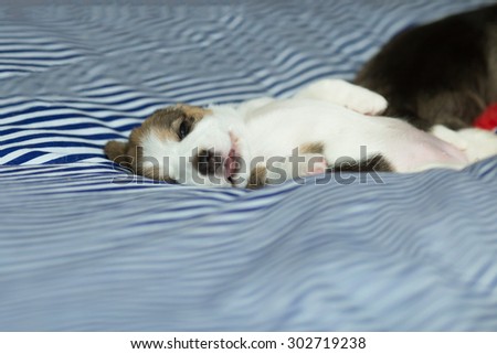 Cutie Puppy Beagle\'s laying down on the bed with the comfy pose (Soft Focus)