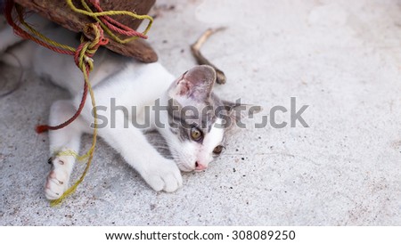 Little Kitten with Grey and White color skin\'s laying down on the ground with the curious face
