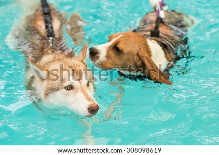 Beautiful Siberian Husky\'s swimming in the dog pool with her Beagle\'s Friend (Focus at the Siberian)