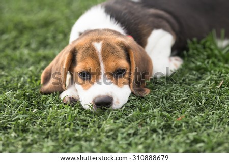 Lonely Puppy Beagle\'s laying down on the glass at the backyard with sadly face (Selective Focus Point)