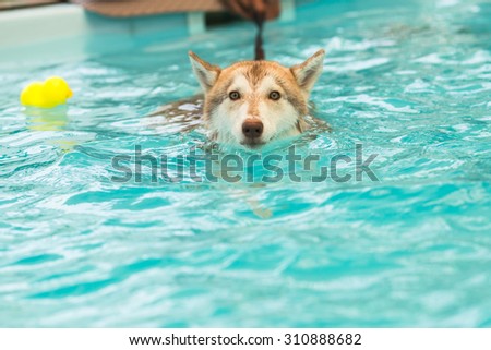 Beautiful Siberian Husky\'s swimming in the dog pool at the afternoon time (Selective Focus Point)