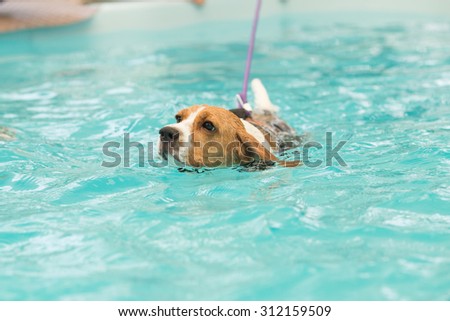 Cute Beagle\'s swimming in the dog pool at the afternoon time (Selective Focus Point)