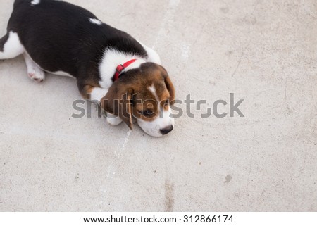 Adorable Beagle Puppy\'s laying down on the floor at the backyard (Selective Focus Point)