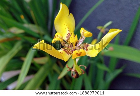 Cypella is a beautiful yellow flower Zdjęcia stock © 