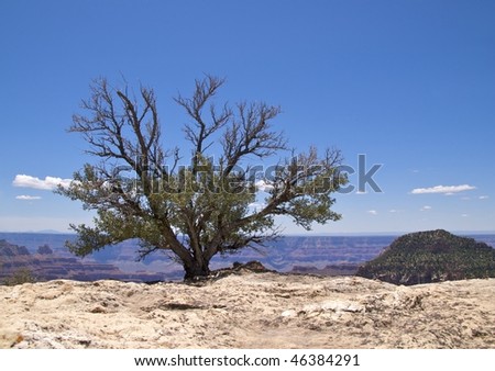 Solitary tree against blue sky, Bright Angel Point, Grand Canyon North Rim