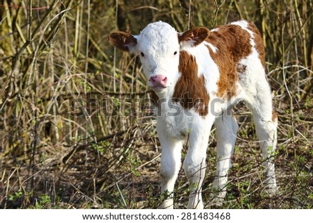 Cute little calf