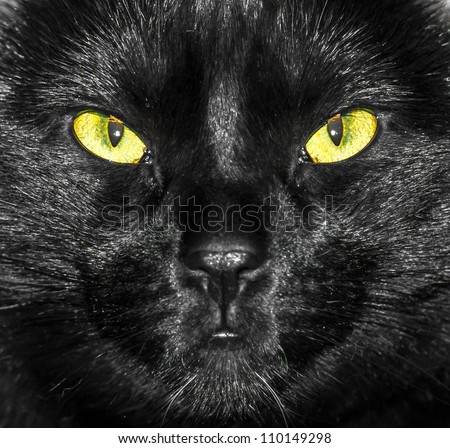 Yellow and Green Eyes of Black Cat (face close up)