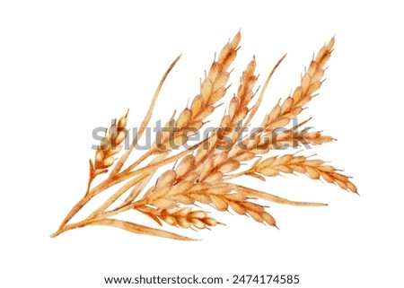 Watercolor bunch of ripe wheat spikes, cut out from white background