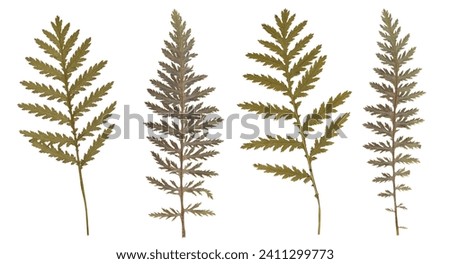 Similar – Image, Stock Photo Green and dry fern leave in the forest, autumn background.