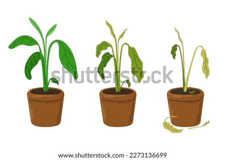 Plant leaves become wilted through heat, loss of water, or disease. Houseplant stress. Plant dehydration stages. Vector hand drawn illustration. EPS10