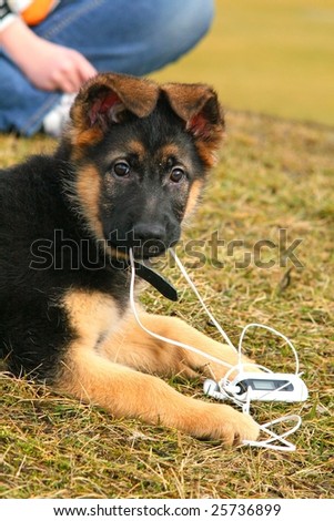 German shepherd puppy playing with an mp3 player