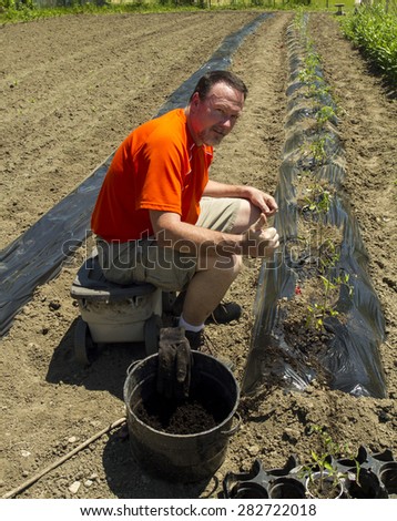 Happy organic farmer happy after planting a row of tomato plants,