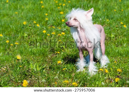 Chinese crested dog stands. The Chinese crested dog walks on the grass of the park.
