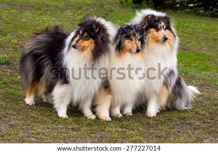 Three Rough collies sees right on the grass in the park.