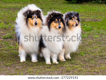 Three Rough Collies  ahead. The Rough Collies seats on the grass in the park.