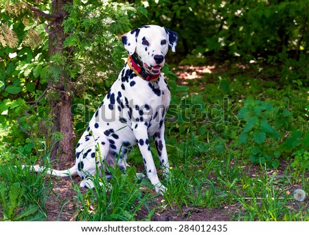 Dalmatian in attack. The Dalmatian is on the green grass.