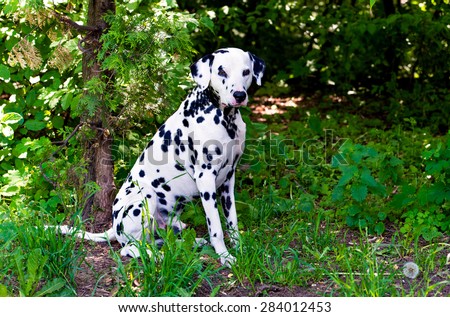 Dalmatian right. The Dalmatian is on the green grass.