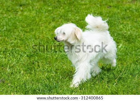 Powderpuff Chinese Crested plays. The Powderpuff Chinese Crested is on the grass.