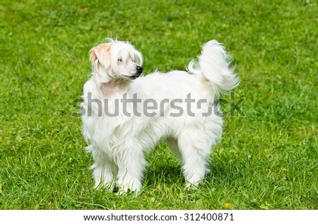 Powderpuff Chinese Crested stands. The Powderpuff Chinese Crested is on the grass.